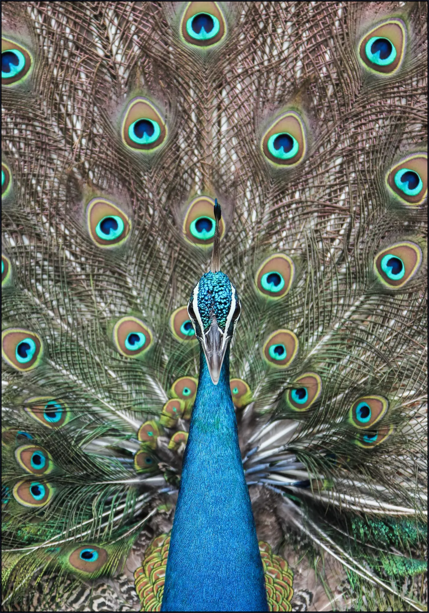 Peacock in India