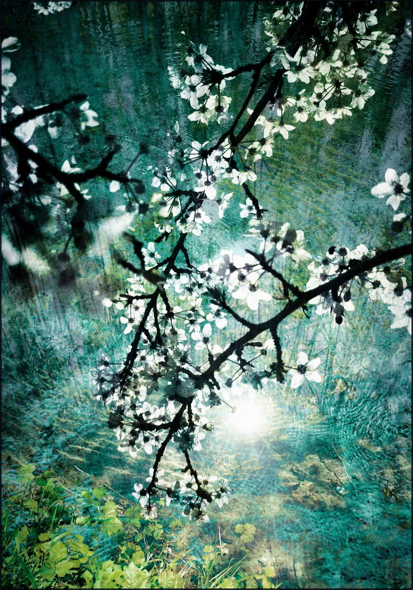 Blooms over Water