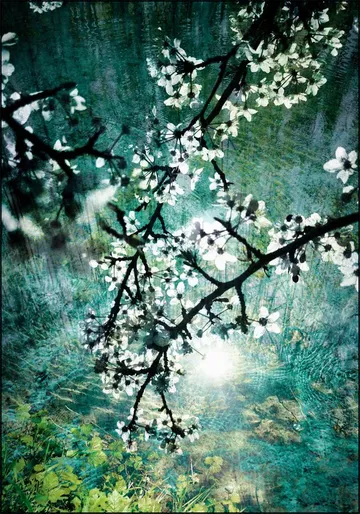 Blooms over Water