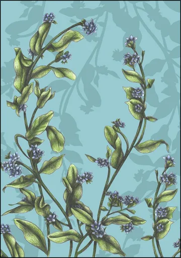 Forget-Me-Not
