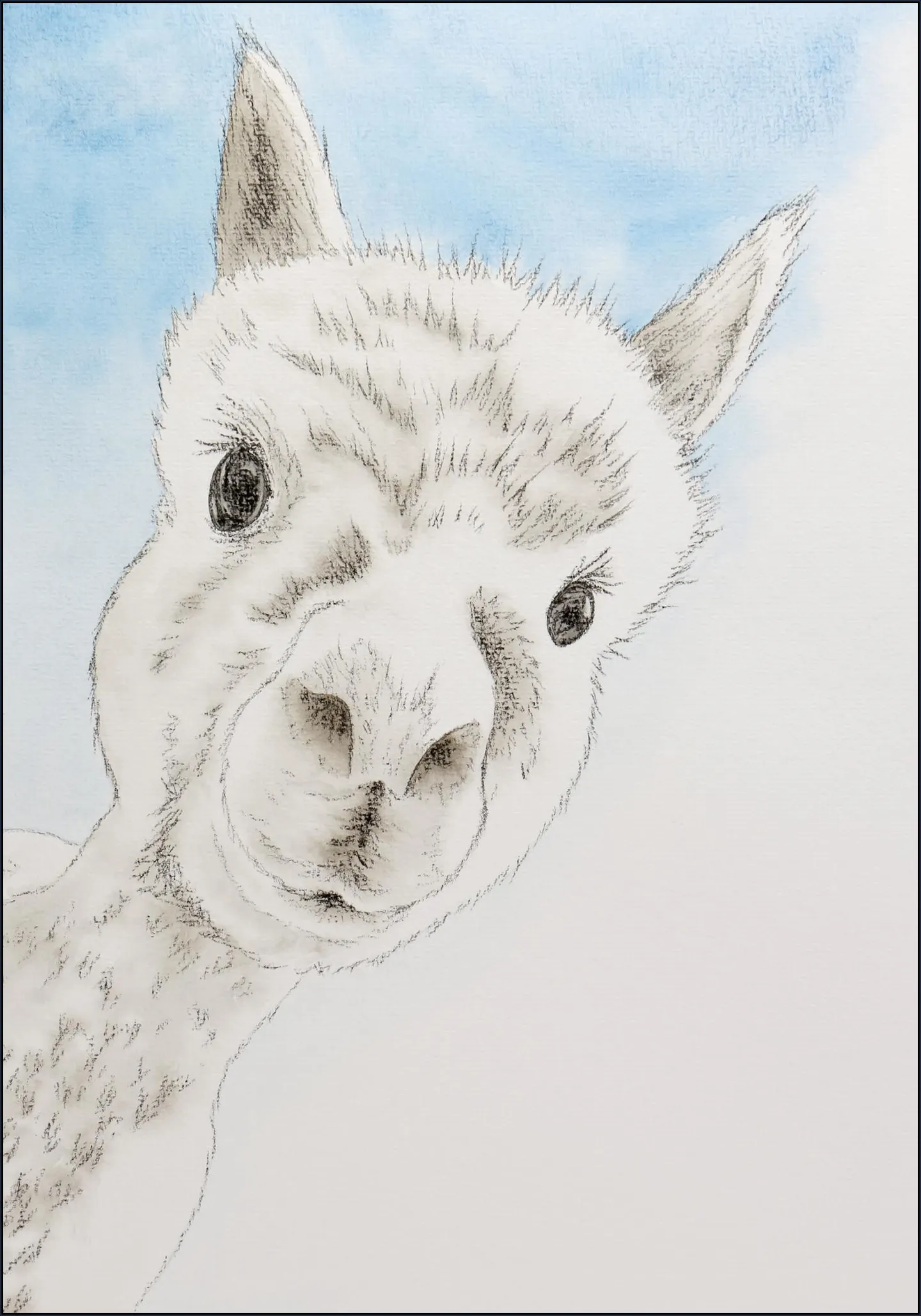Curious Alpaca