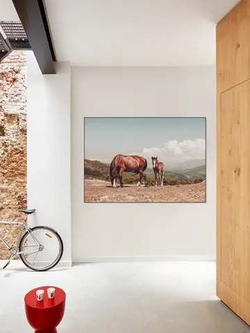 Wild Horses