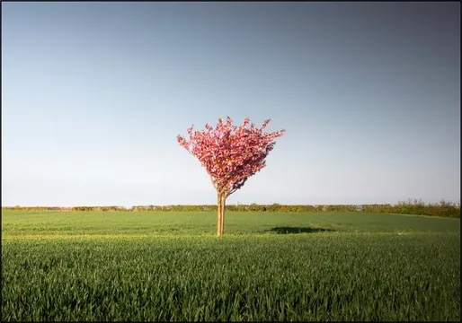 The Pink Tree