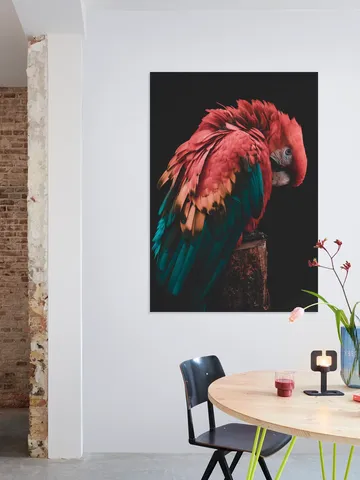 Bashful Beauty Parrot