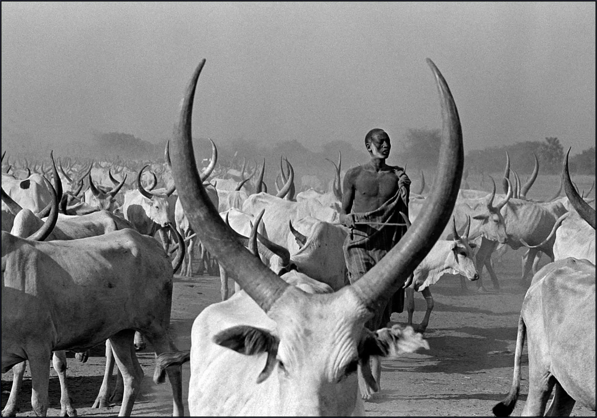Dinka Cows with Pastor