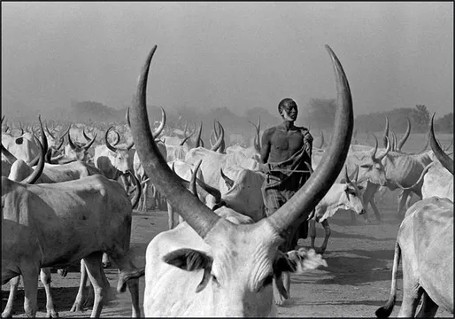 Dinka Cows with Pastor