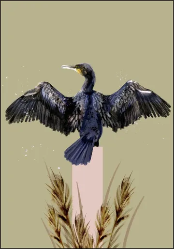 Cormorant
