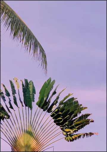 Tropical Sunset