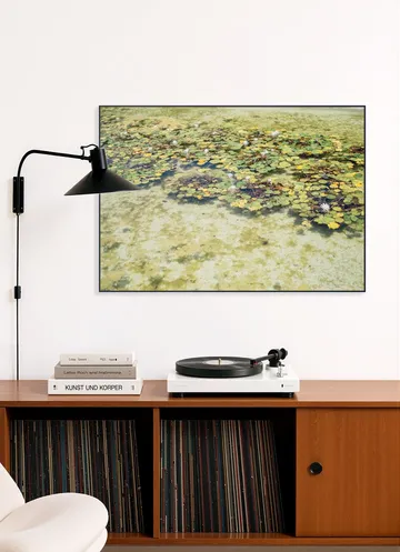 Green Water Lilies