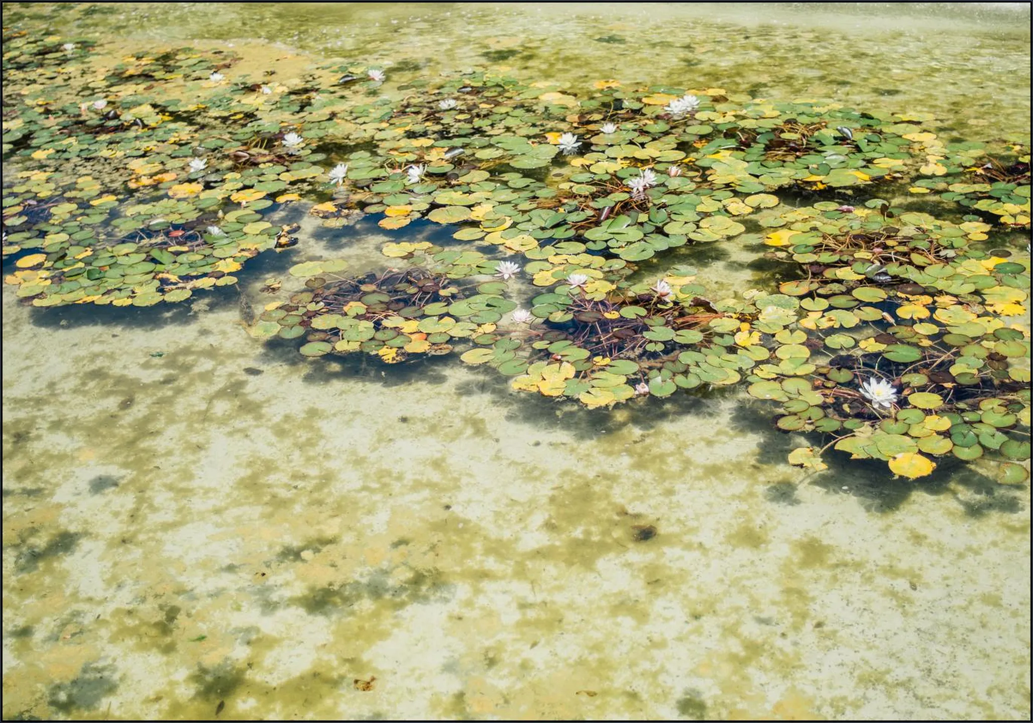 Green Water Lilies