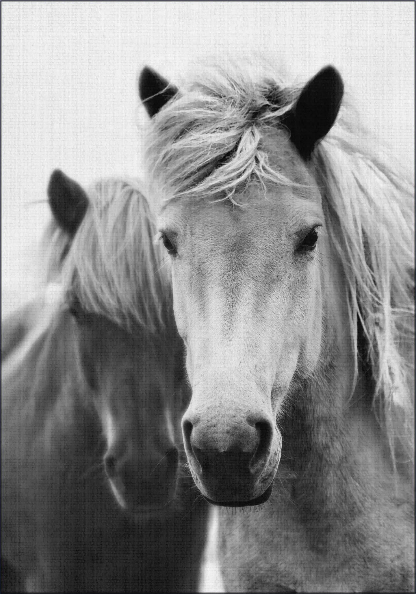 Print 180 Horses