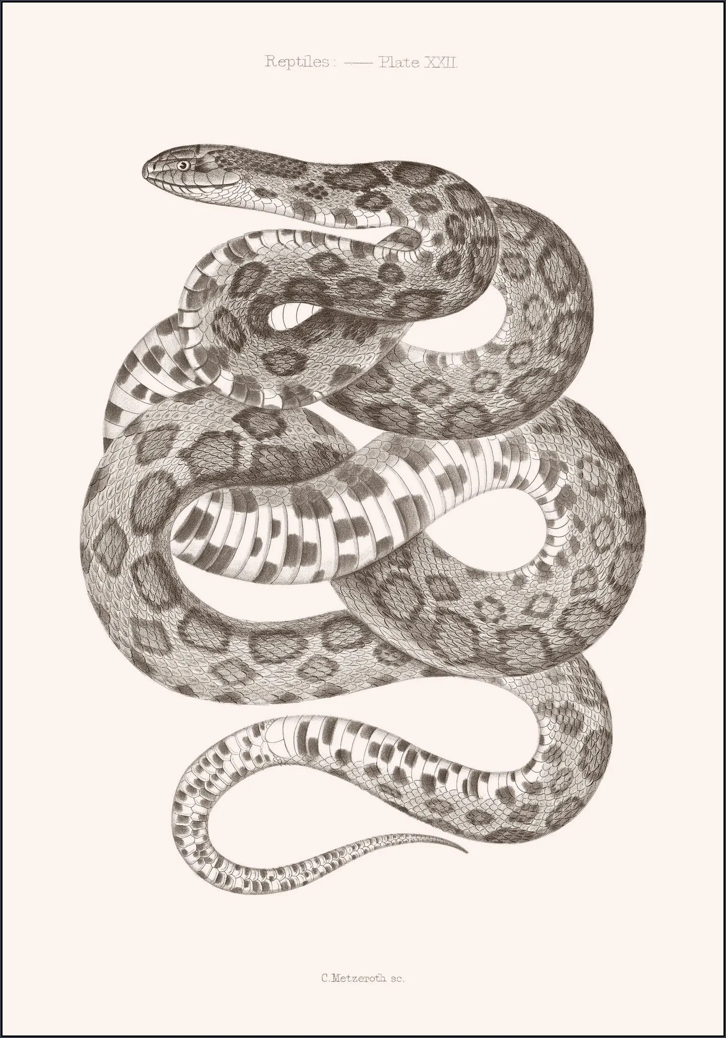 Plate XXII