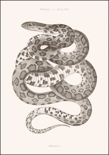Plate XXII