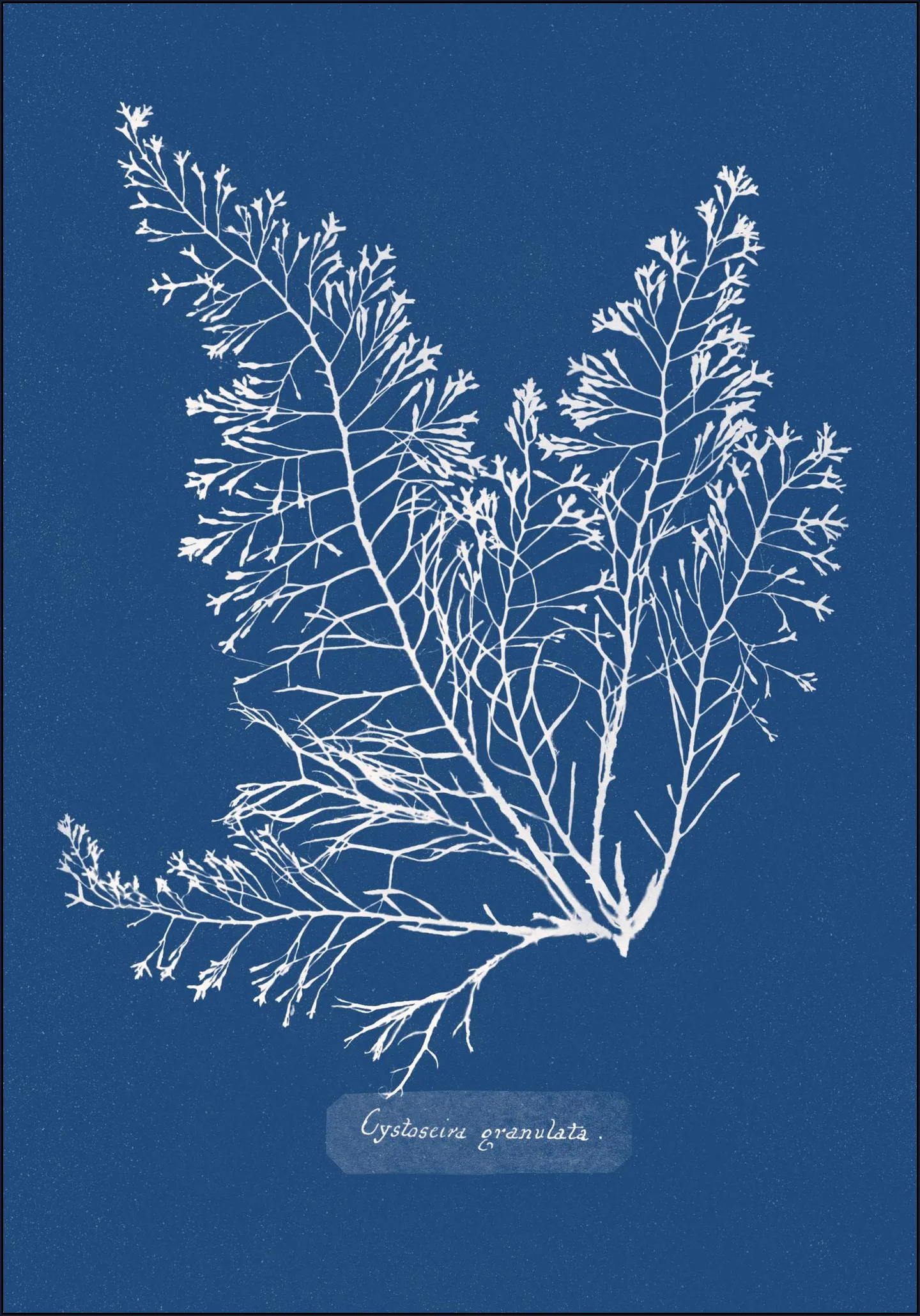 Cystoseira Granulata Fern