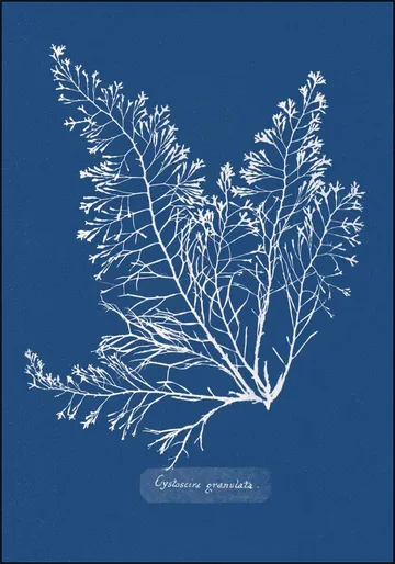 Cystoseira Granulata Fern