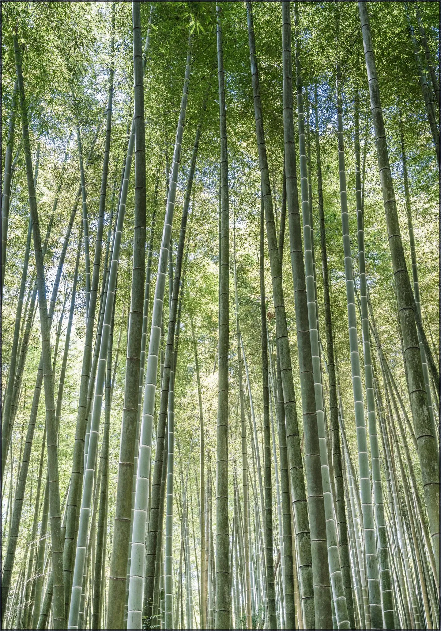 Bamboo Forest