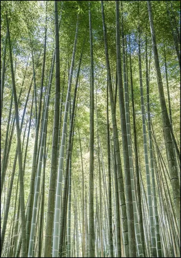 Bamboo Forest
