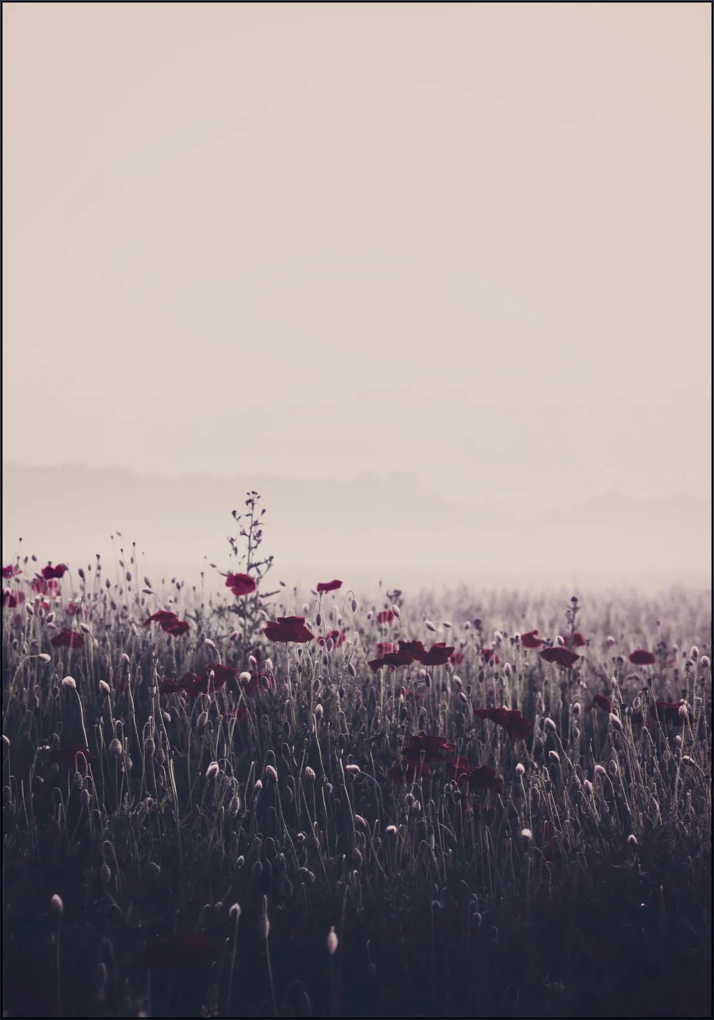 Poppy Study 03