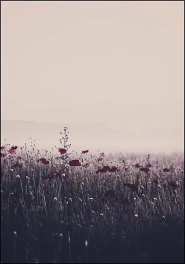 Poppy Study 03