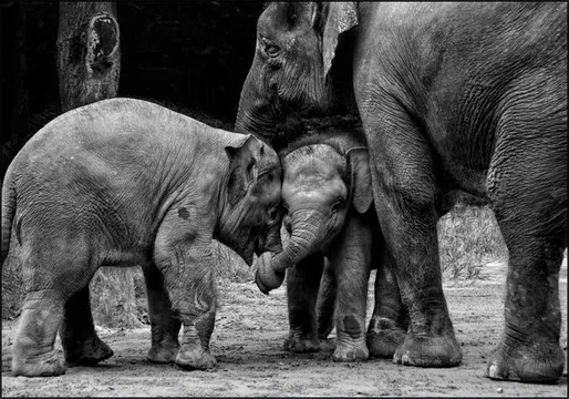 Friends Forever