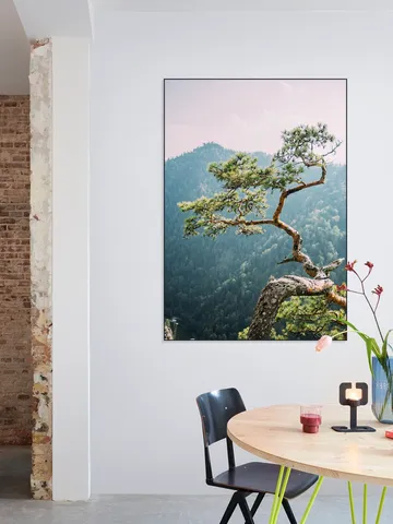 Sokolica Pine Tree