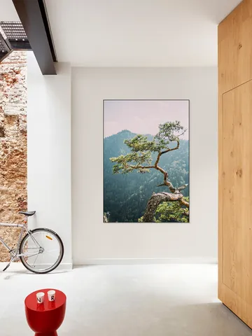 Sokolica Pine Tree