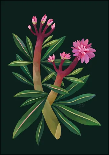 Oleander