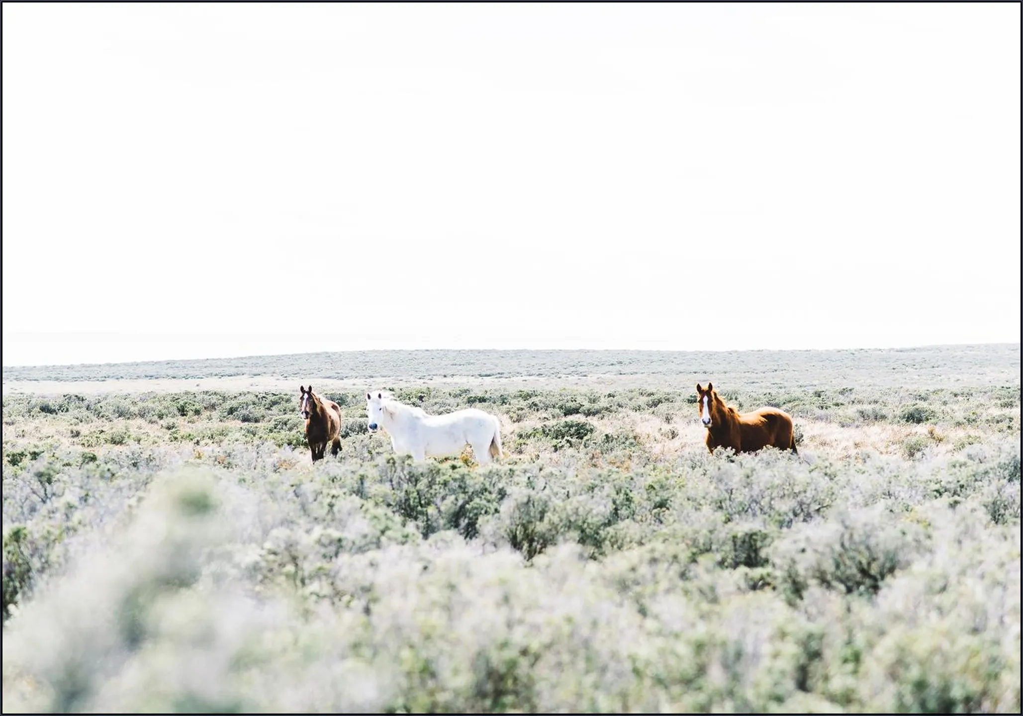 Wild Horses