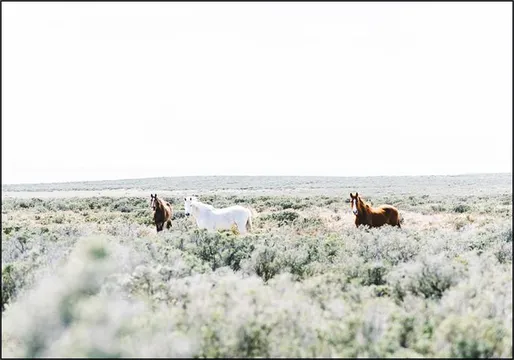 Wild Horses