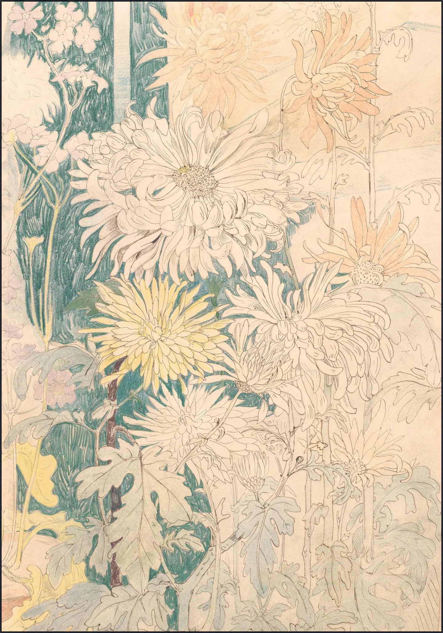 Chrysanten