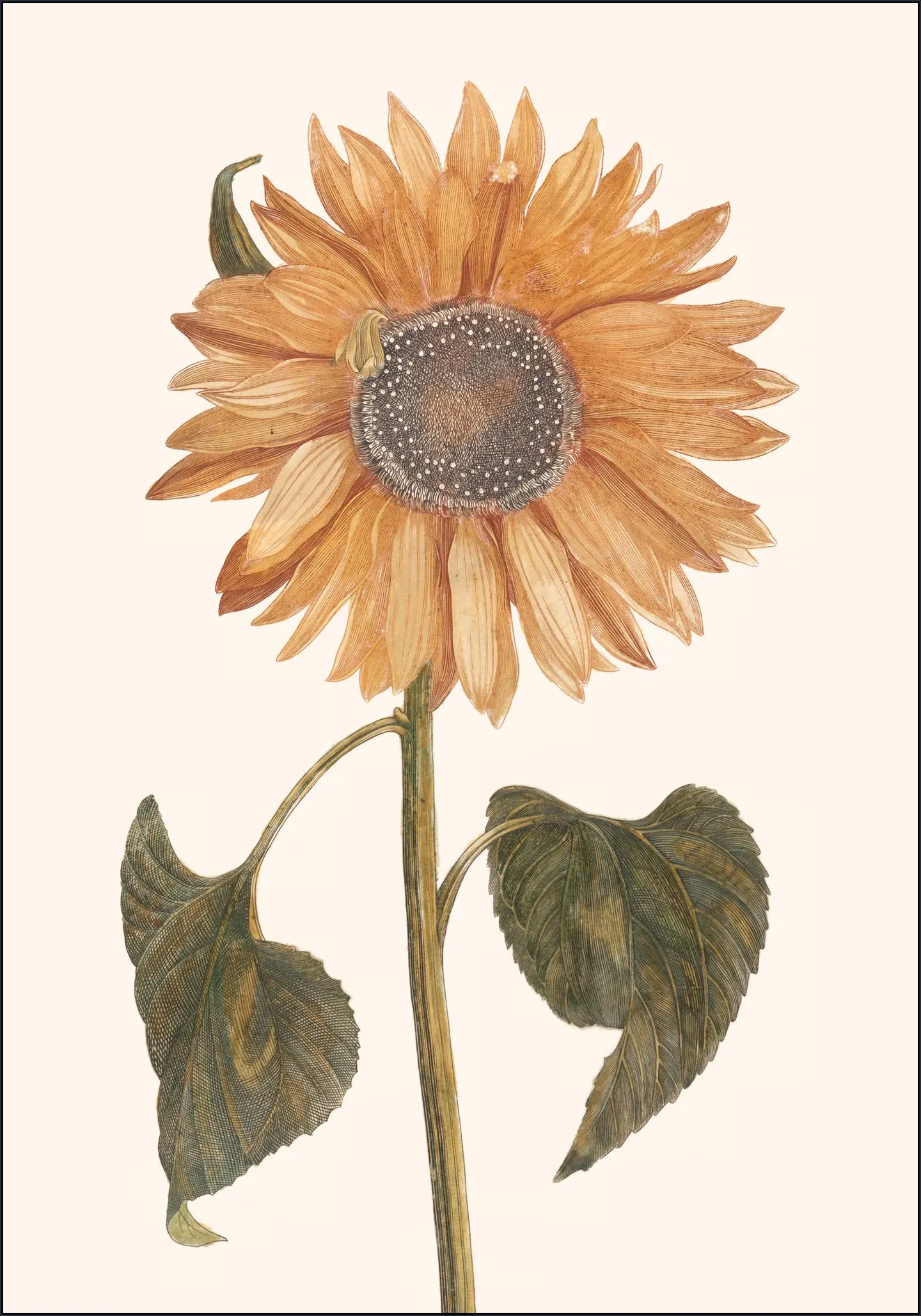 Tournesol - Zonnebloem