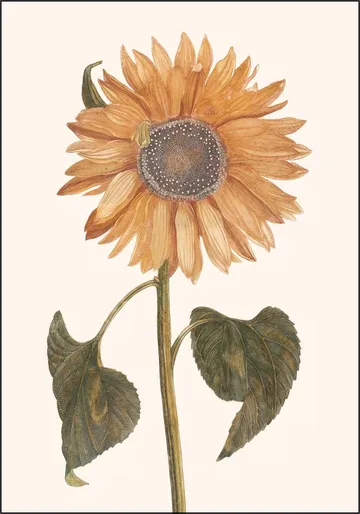 Tournesol - Zonnebloem