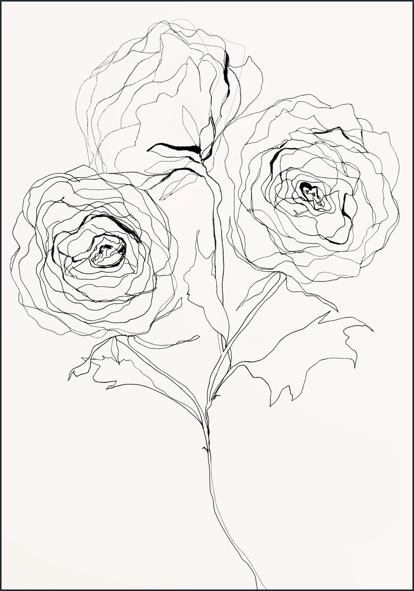 Ranunculus Study