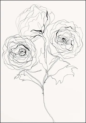 Ranunculus Study