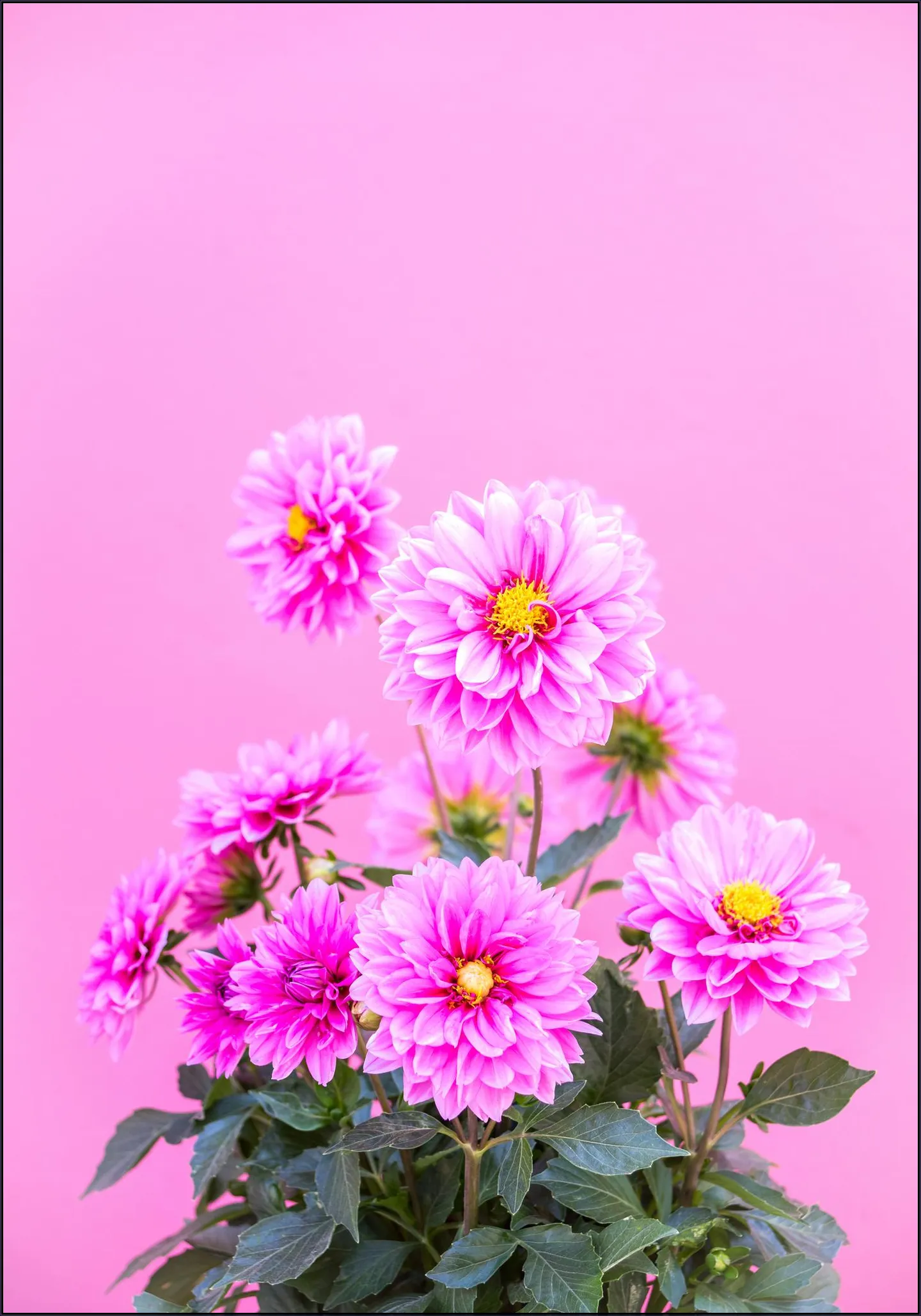Flowers in Pink