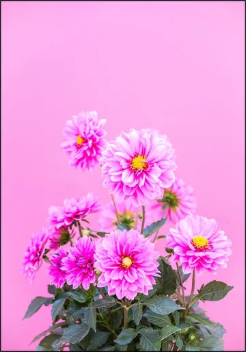 Flowers in Pink