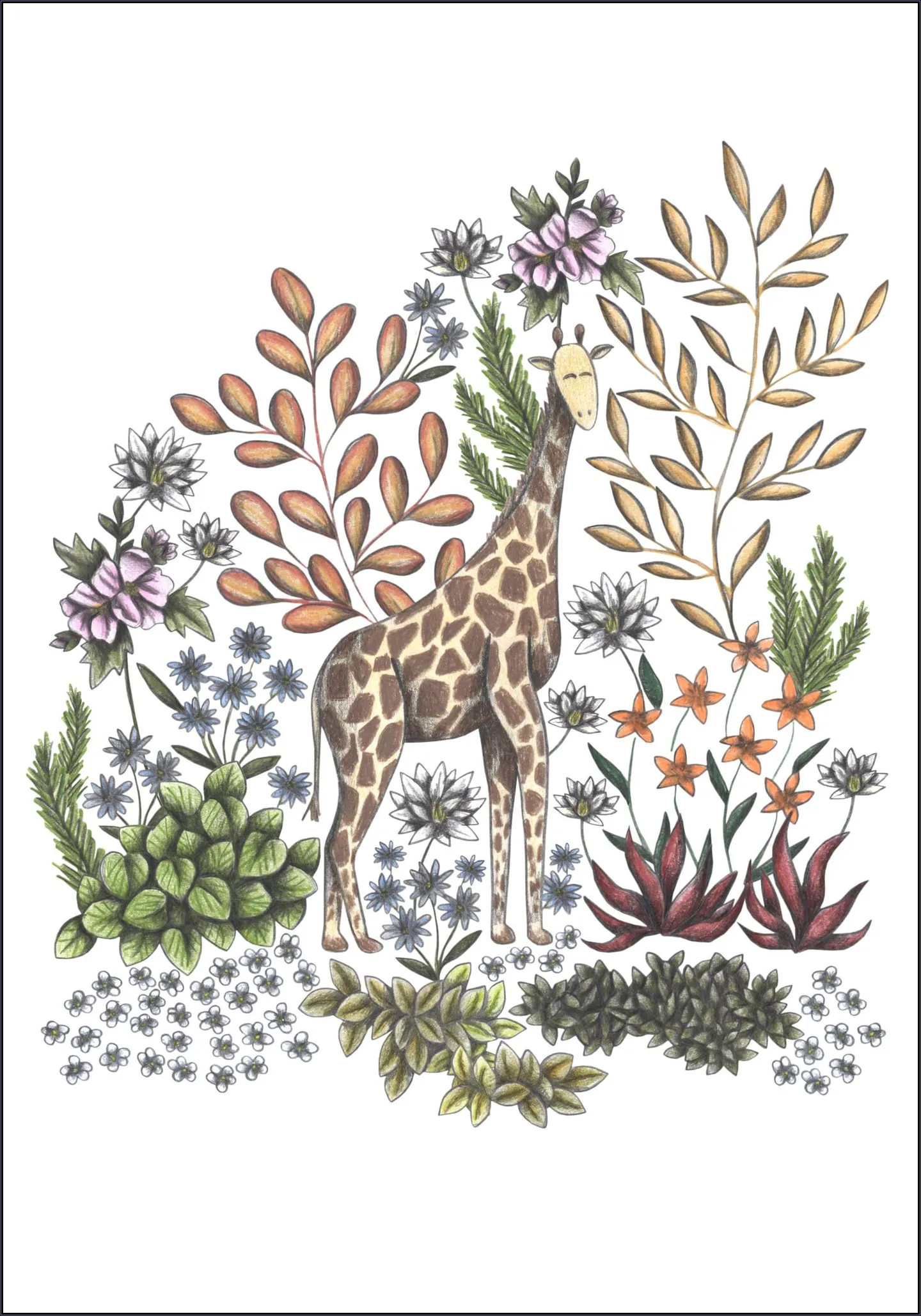 Safari Giraffe