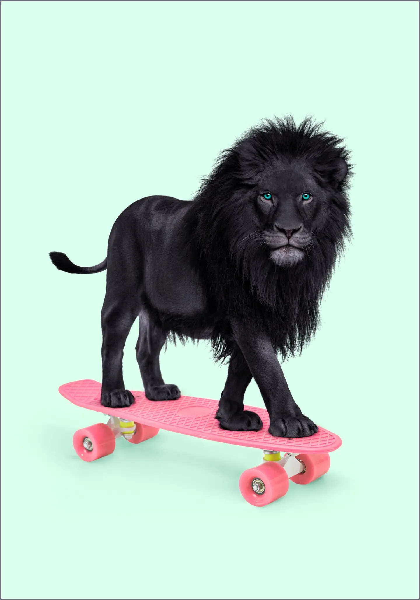 Skate Lion