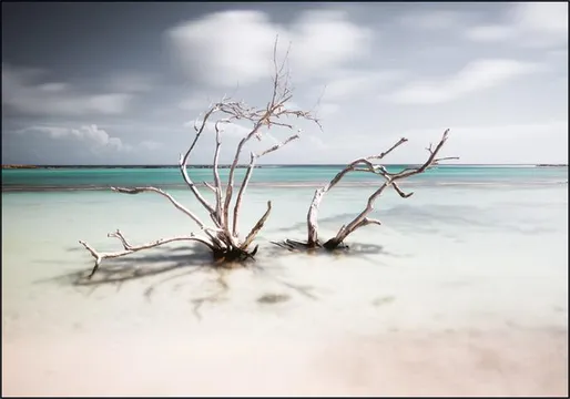 Tropical Silence The Hatstand