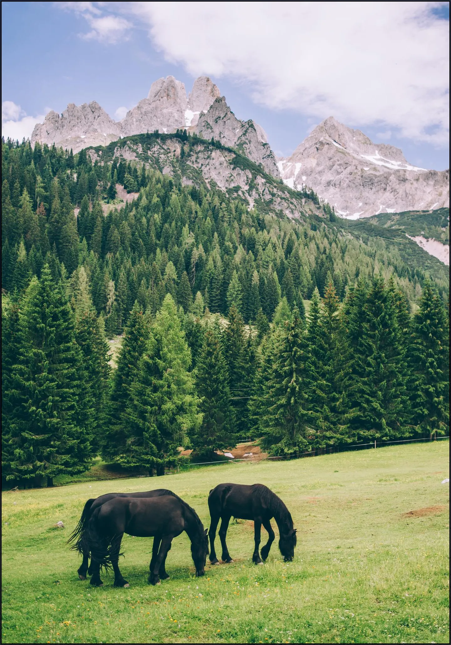 Friesian Horses in Alps