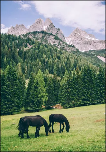 Friesian Horses in Alps
