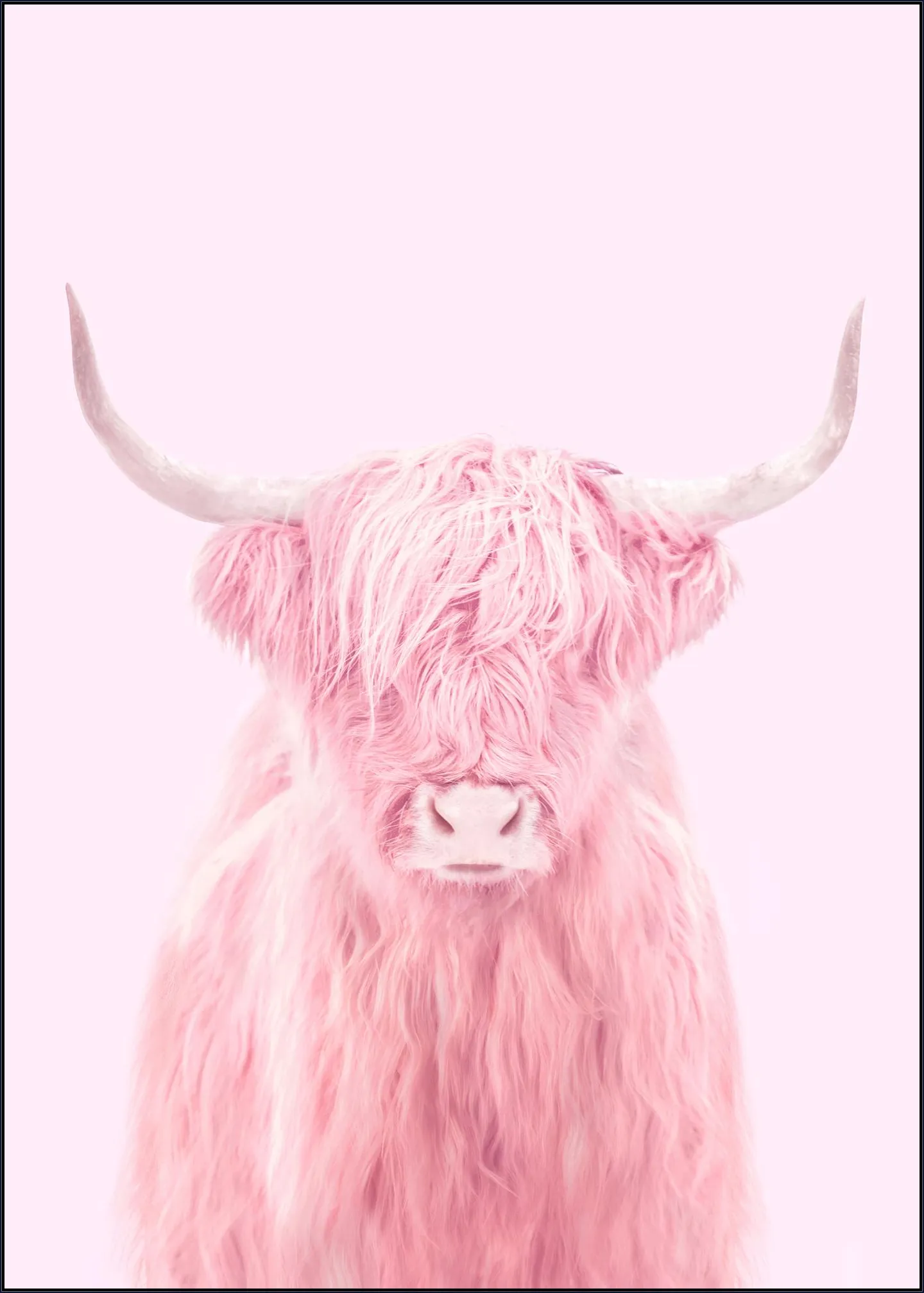 Highland Cow