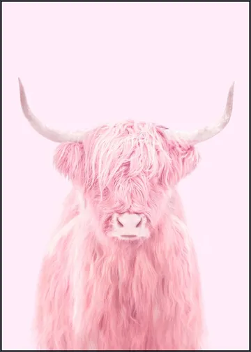 Highland Cow