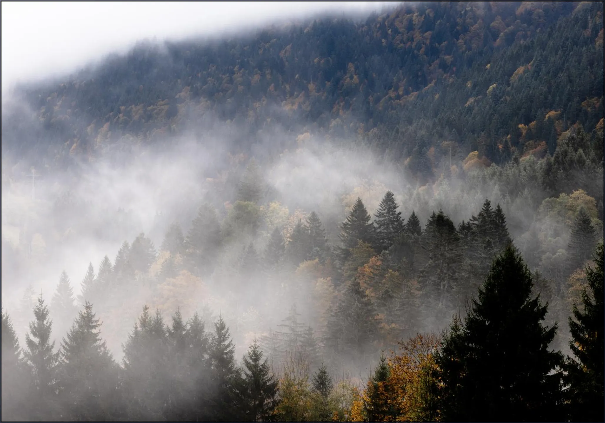 Foggy Woods 9