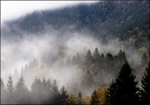 Foggy Woods 9