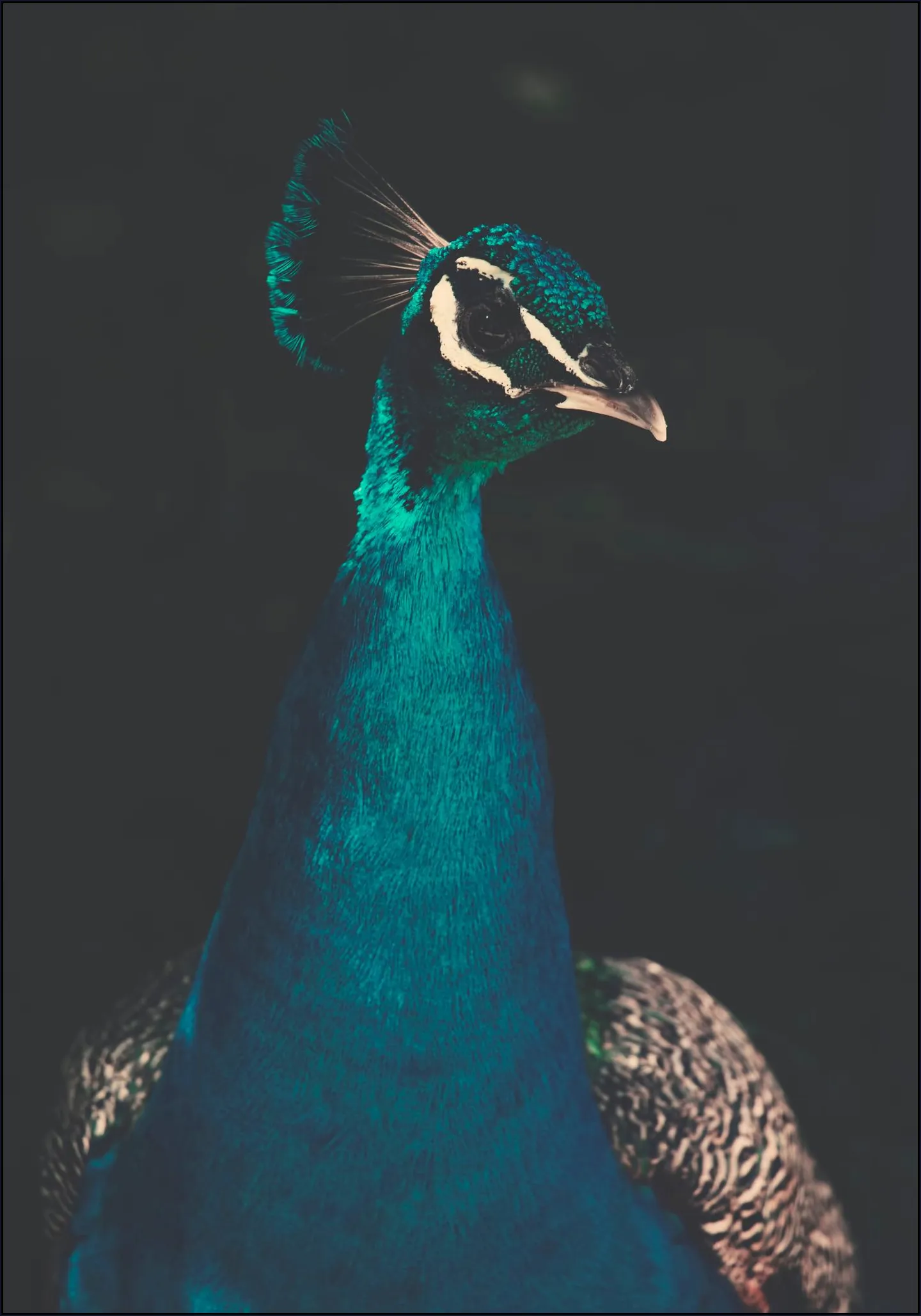 Peacock and Proud