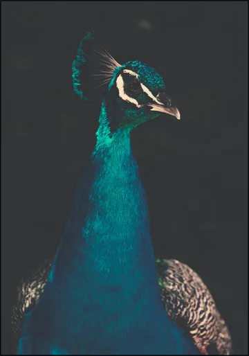 Peacock and Proud