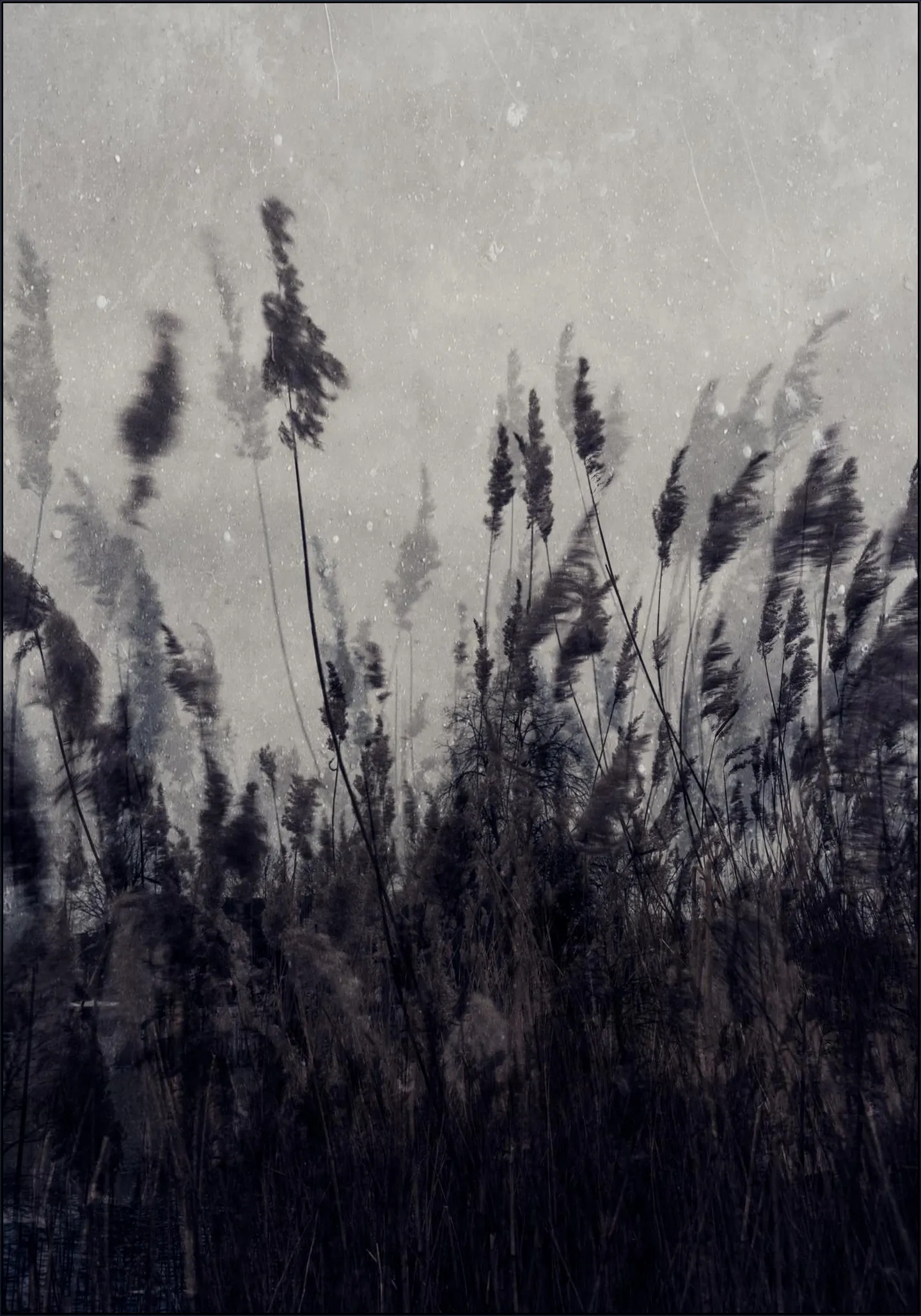 Waving Grass