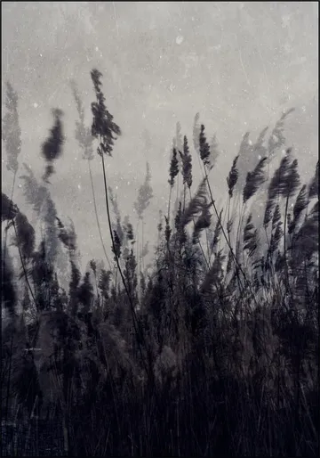 Waving Grass