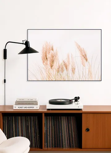 Pampas Grass